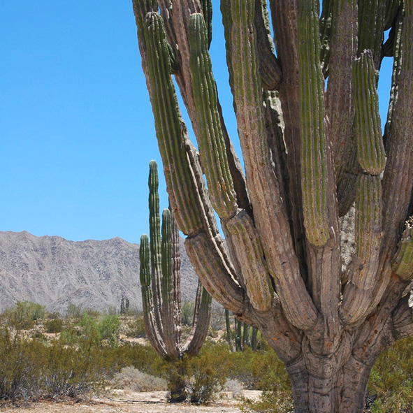 Valle de los Gigantes 